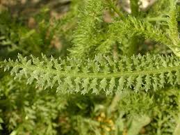 Attēlu rezultāti vaicājumam “Achillea millefolium leaf”