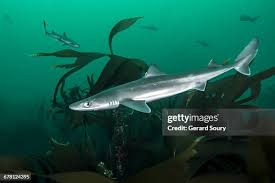 Image result for Squalus acanthias
