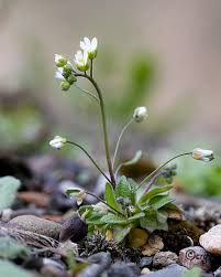 Attēlu rezultāti vaicājumam “Erophila verna”