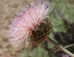 Attēlu rezultāti vaicājumam “Cirsium x rigens flower”