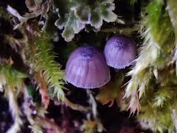 Attēlu rezultāti vaicājumam “Mycena pseudocorticola”