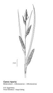 Attēlu rezultāti vaicājumam “Carex riparia”