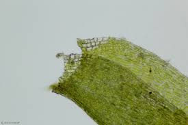 Attēlu rezultāti vaicājumam “Taxiphyllum wissgrillii”