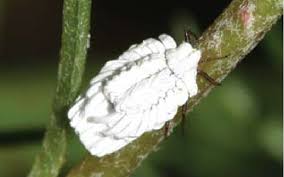 Attēlu rezultāti vaicājumam “Orthezia urticae”