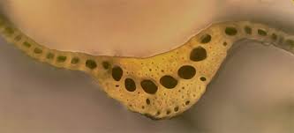 Attēlu rezultāti vaicājumam “Dicranum bonjeanii”