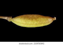 Attēlu rezultāti vaicājumam “Syringa vulgaris fruit”