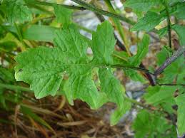 Attēlu rezultāti vaicājumam “Sisymbrium volgense leaf”