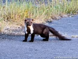 Attēlu rezultāti vaicājumam “Martes foina”