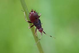 Attēlu rezultāti vaicājumam “Deraeocoris ruber imago”