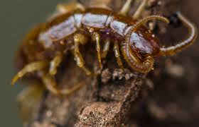 Attēlu rezultāti vaicājumam “Lithobius forficatus”