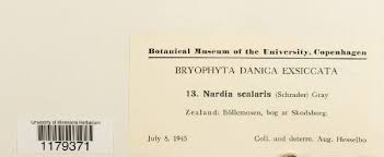 Attēlu rezultāti vaicājumam “Nardia scalaris”