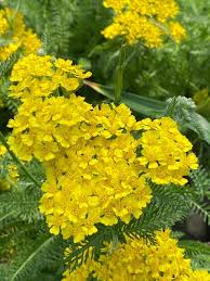 Image result for Achillea millefolium