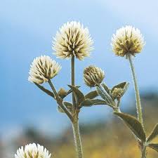 Attēlu rezultāti vaicājumam “Trifolium montanum”