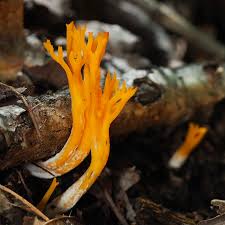 Attēlu rezultāti vaicājumam “Ramariopsis crocea”