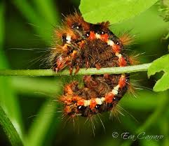 Attēlu rezultāti vaicājumam “Acronicta rumicis imago”