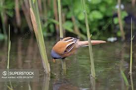 Attēlu rezultāti vaicājumam “Panurus biarmicus”