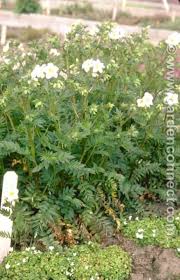 Attēlu rezultāti vaicājumam “Polemonium caeruleum leaf”