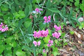 Attēlu rezultāti vaicājumam “Lathyrus latifolius bud”