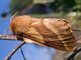 Attēlu rezultāti vaicājumam “Malacosoma castrensis male”