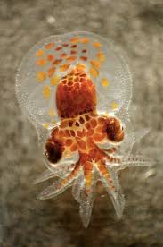 Attēlu rezultāti vaicājumam “Polypogon tentacularius”