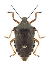 Attēlu rezultāti vaicājumam “Pinthaeus sanguinipes imago”