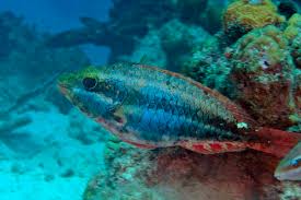 Image result for Sparisoma aurofrenatum