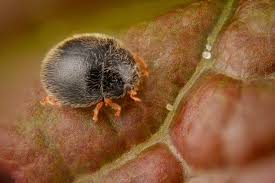 Image result for Northwich Predators