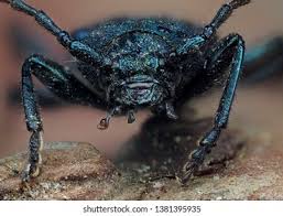 Attēlu rezultāti vaicājumam “Callidium violaceum”