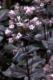 Attēlu rezultāti vaicājumam “Diderma tigrinum stalked”