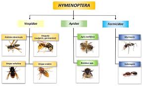 Attēlu rezultāti vaicājumam “Hymenoptera”
