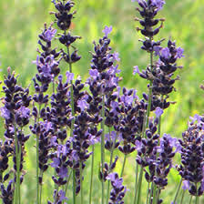 Attēlu rezultāti vaicājumam “Lavandula angustifolia flower”