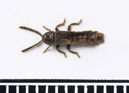 Attēlu rezultāti vaicājumam “Phosphaenus hemipterus”