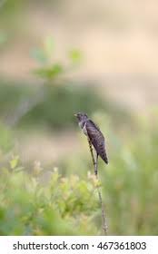 Attēlu rezultāti vaicājumam “Cuculus canorus juvenile”