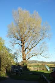 Attēlu rezultāti vaicājumam “Populus nigra”