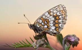 Attēlu rezultāti vaicājumam “Boloria eunomia”