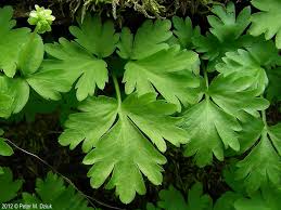 Attēlu rezultāti vaicājumam “Adoxa moschatellina”