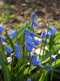 Attēlu rezultāti vaicājumam “Scilla siberica leaf”