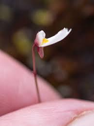 Attēlu rezultāti vaicājumam “Utricularia minor flower”