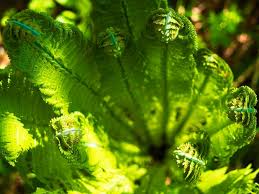 Attēlu rezultāti vaicājumam “Senecio vernalis leaf”