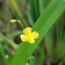 Attēlu rezultāti vaicājumam “Utricularia intermedia flower”