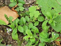 Attēlu rezultāti vaicājumam “Veronica officinalis fruit”