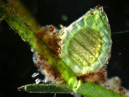 Attēlu rezultāti vaicājumam “Nitella sp.”