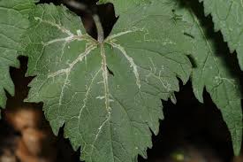 Attēlu rezultāti vaicājumam “Campanula trachelium leaf”