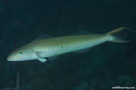 Image result for Malacanthus plumieri