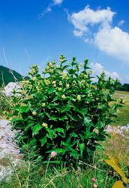 Attēlu rezultāti vaicājumam “Vincetoxicum hirundinaria”