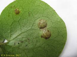 Attēlu rezultāti vaicājumam “Puccinia agrostidis”