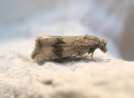 Attēlu rezultāti vaicājumam “Celypha striana”