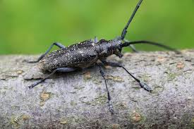 Attēlu rezultāti vaicājumam “Monochamus sutor”