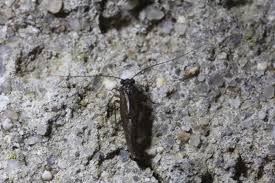 Attēlu rezultāti vaicājumam “Metylophorus nebulosus”