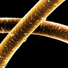 Image result for human hair microscope image